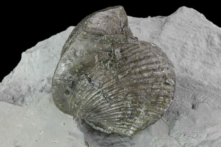 Fossil Brachiopod Mounted On Shale - Ohio #91467